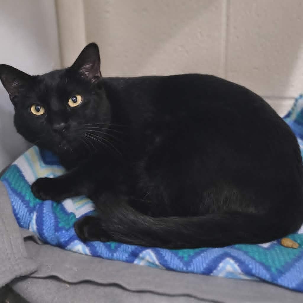 Picture of the Animal Listed